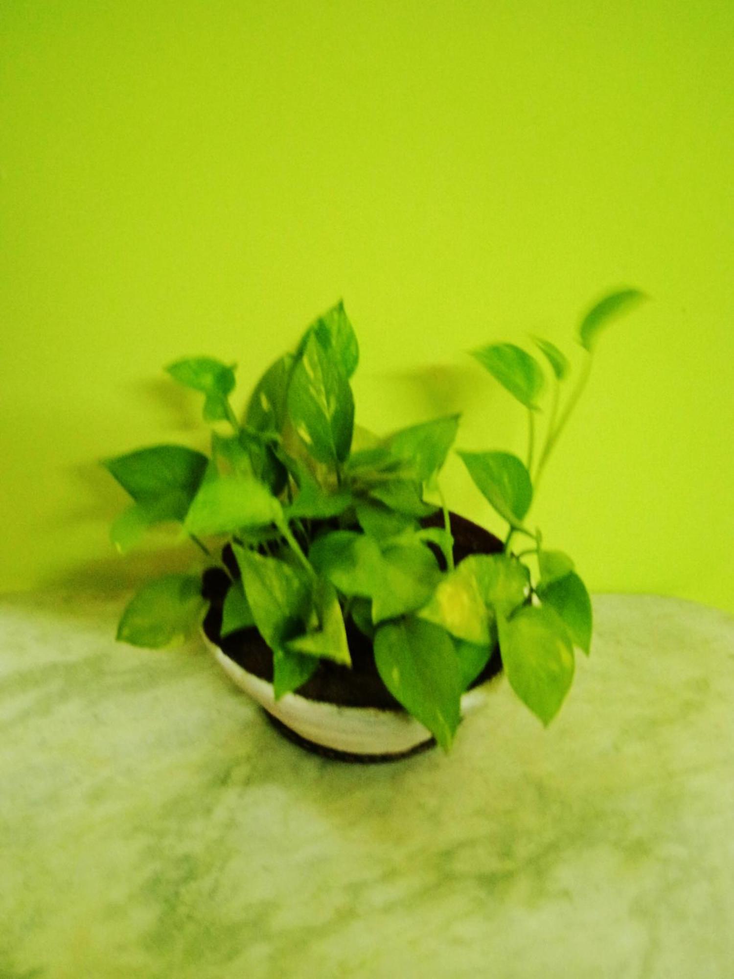 Bhoboghure Homestay Santiniketan Болпур Екстериор снимка